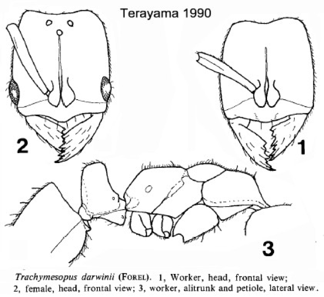 {Pachycondyla darwinii worker ??}