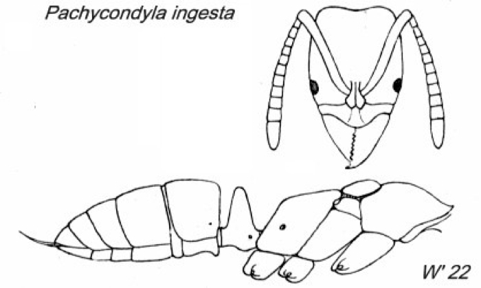 {Pachycondyla ingesta}