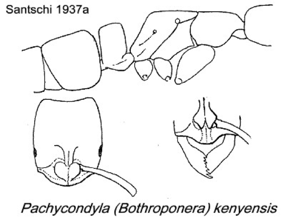 {Pachycondyla kenyensis}