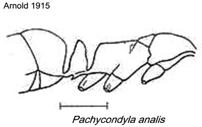 {Pachycondyla analis}