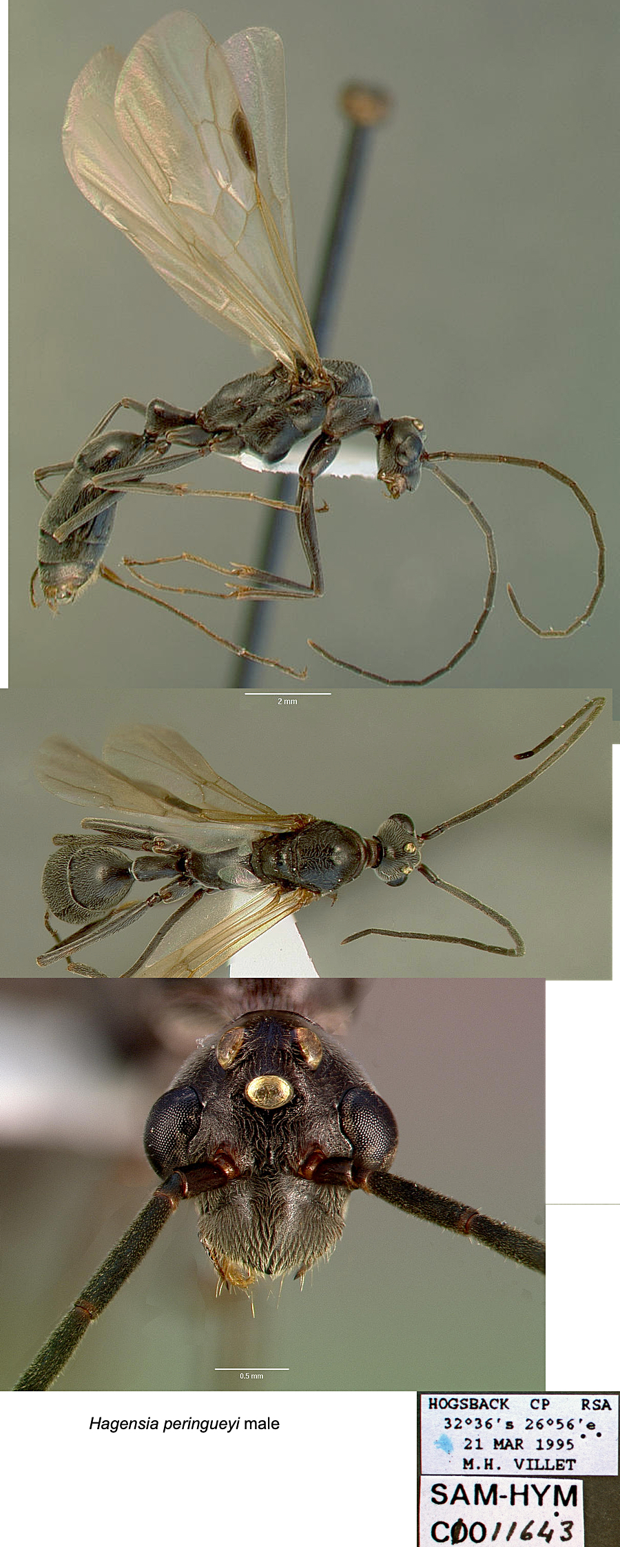 {Pachycondyla peringueyi male}