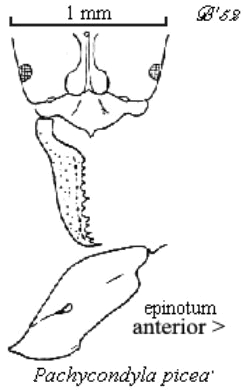 {Pachycondyla picea}