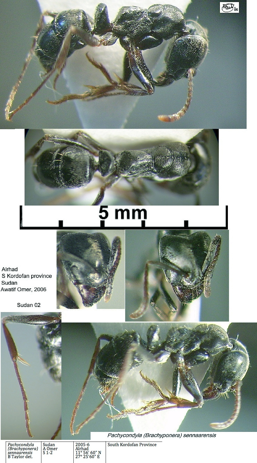 {Pachycondyla sennaarensis}