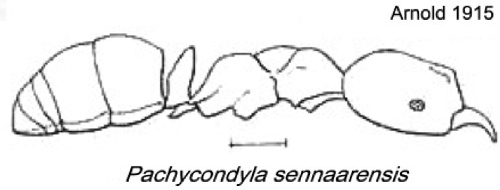 {Pachycondyla sennaarensis}