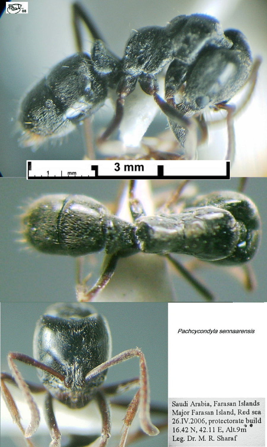 {Pachycondyla sennaarensis}