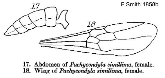 Pachycondyla tarsata queen