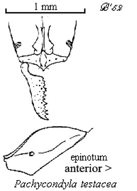 {Pachycondyla testacea}