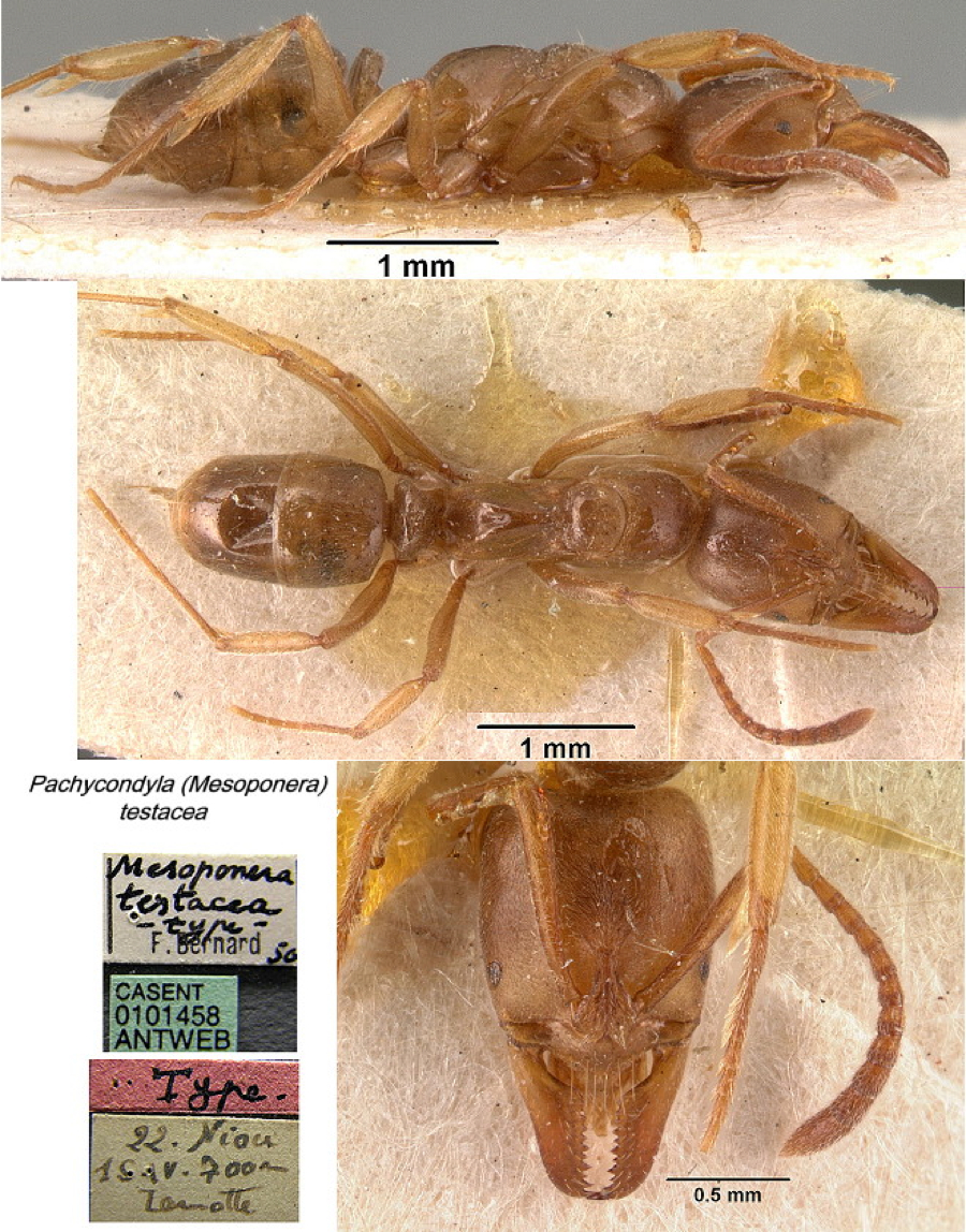 {Pachycondyla testacea}