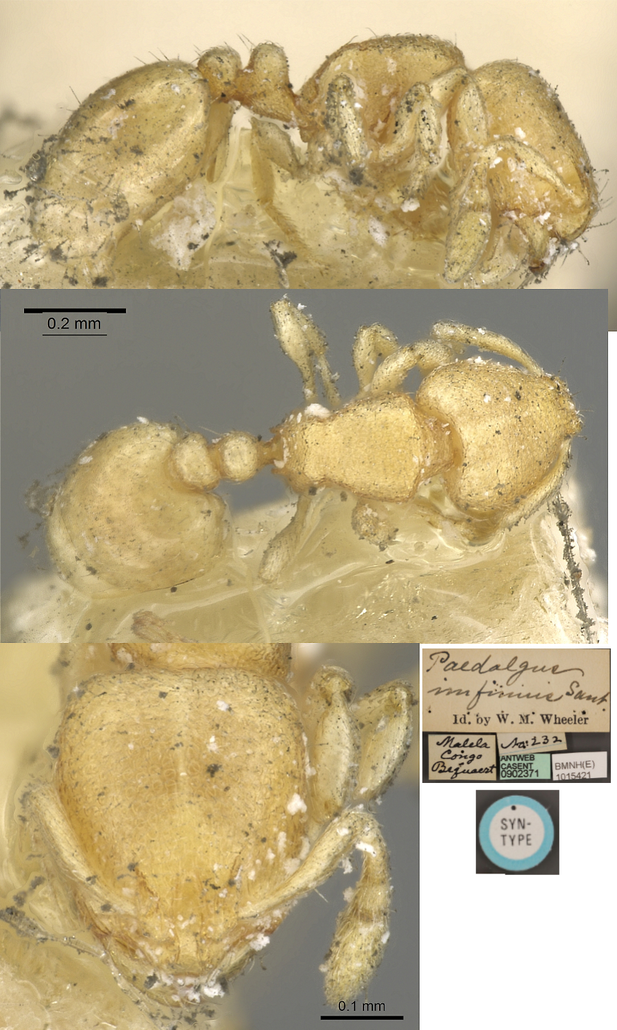 Paedalgus termitolestes