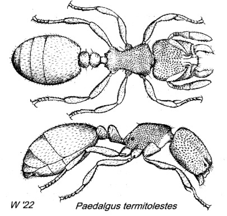 {Paedalgus termitolestes}