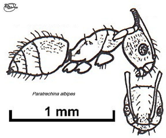 {Paraparatechina albipes}