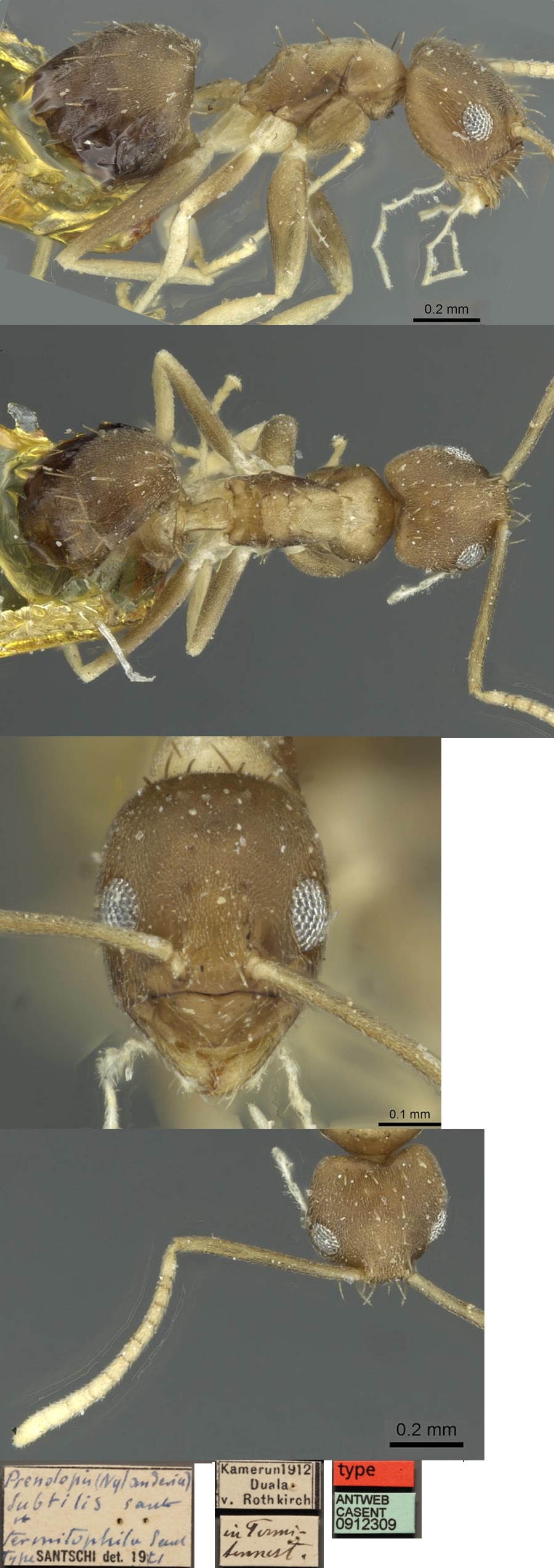 Paraparatrechina subtilis termitophila