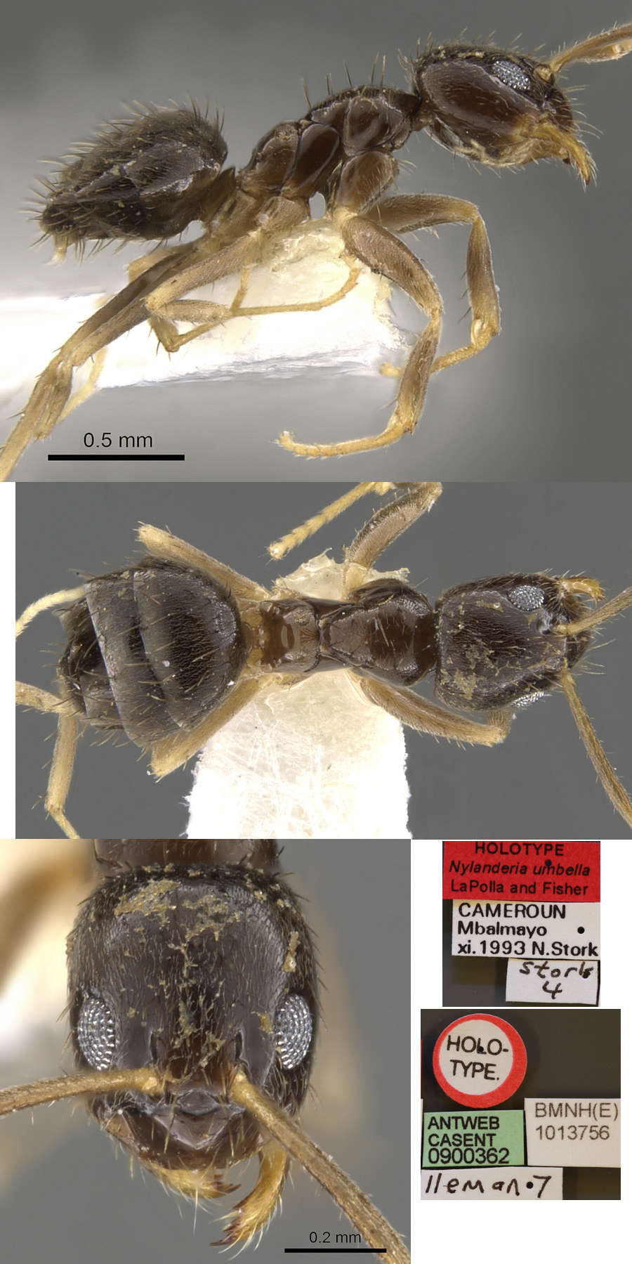 Paratrechina umbella holotype
