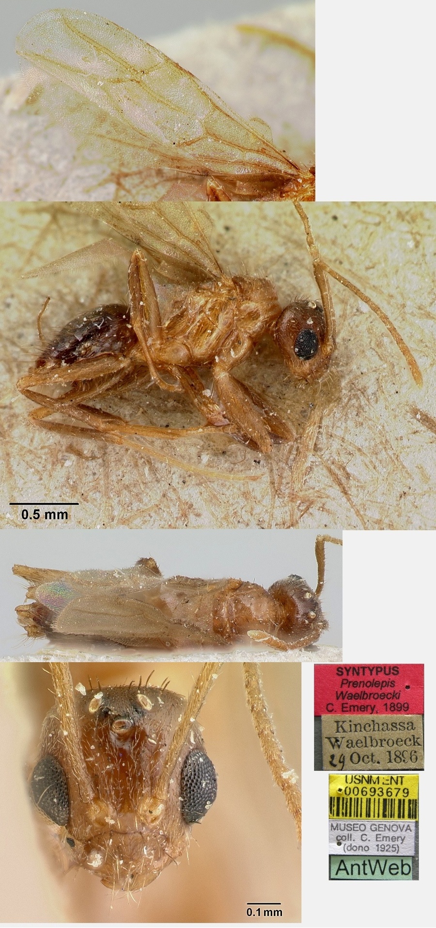 Paratrechina waelbroecki male