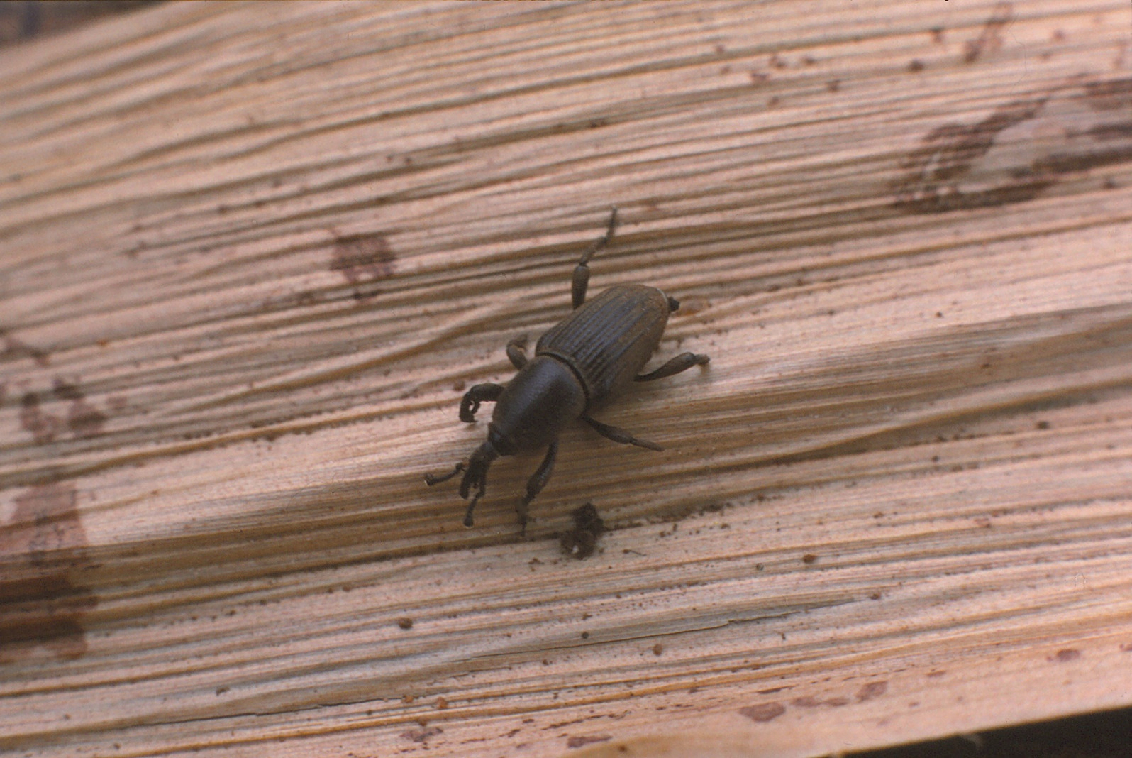 Cosmopolities sordidus