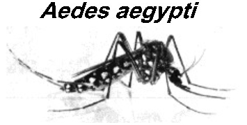 {Aedes aegypti LSHTM}