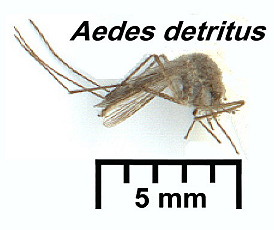 {Aedes detritus}