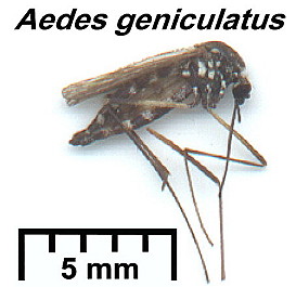 {Aedes geniculatus}