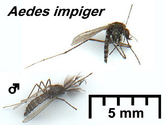 {Aedes impiger}