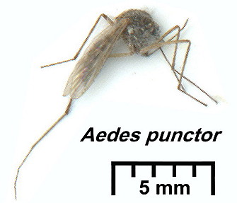 {Aedes punctor}