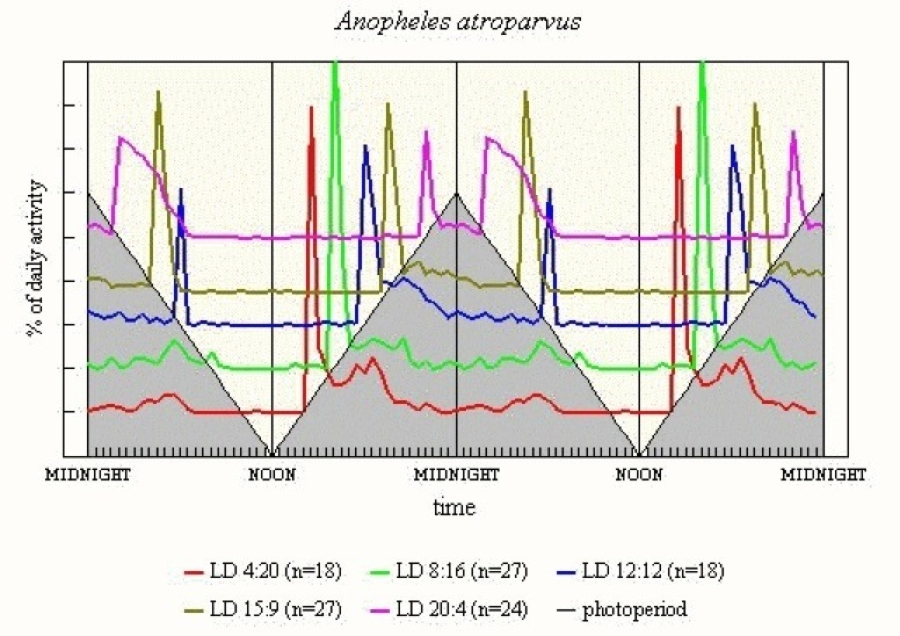 Anopheles atroparvus