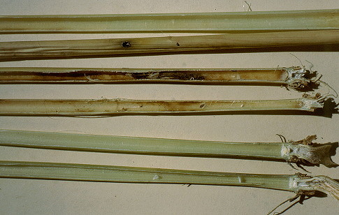 dissected stems