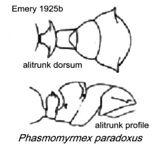 Phasmomyrmex paradoxus