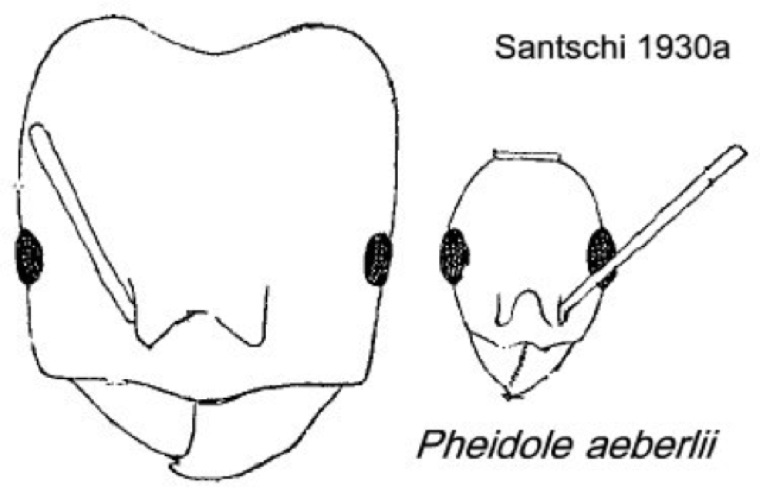 {Pheidole aeberlii}