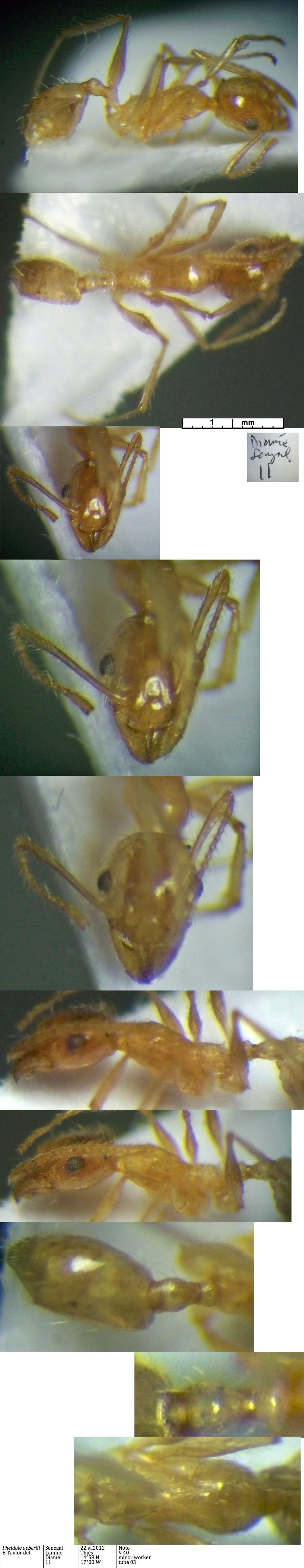 {Pheidole aeberlii minor}