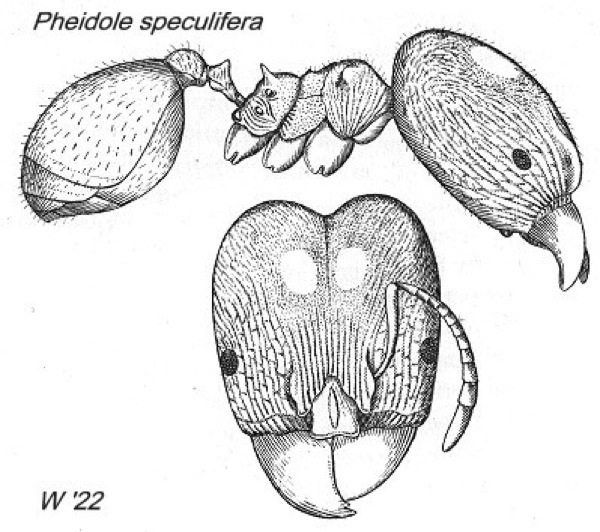 {Pheidole speculifera}