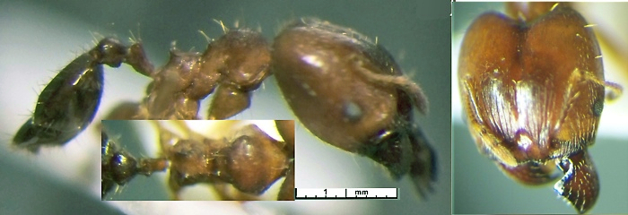 {Pheidole albidula}