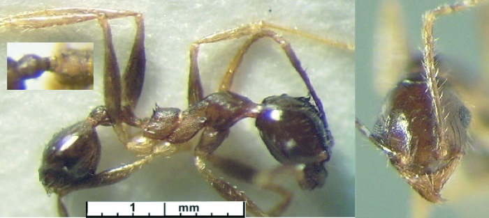 {Pheidole albidula minor}