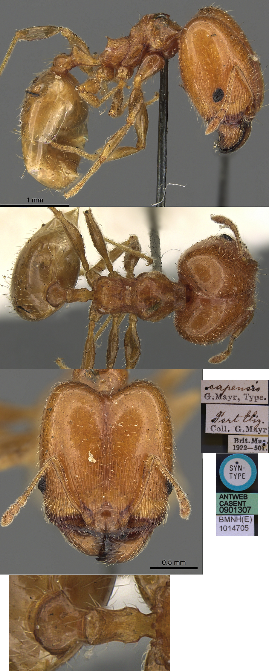Pheidole capensis major