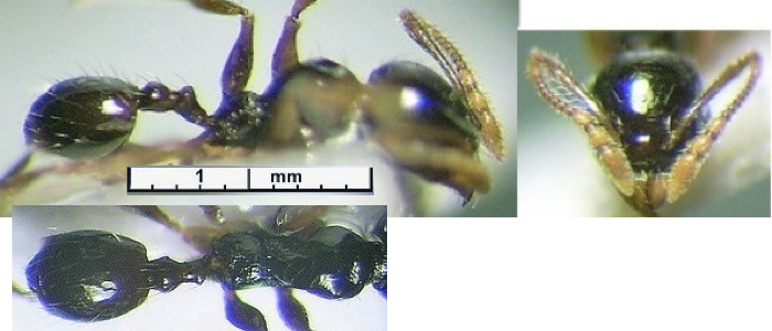 {Pheidole CAR DK minor