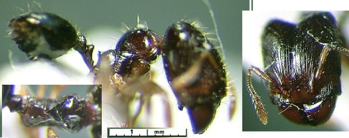 {Pheidole CAR DK major