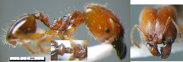 Pheidole cicatricosa major