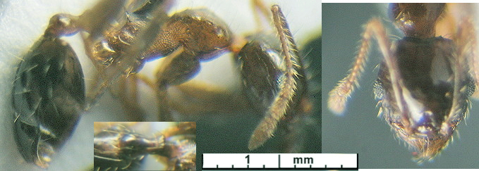 Pheidole corticicola minor