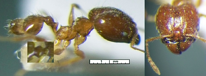 Pheidole corticicola major