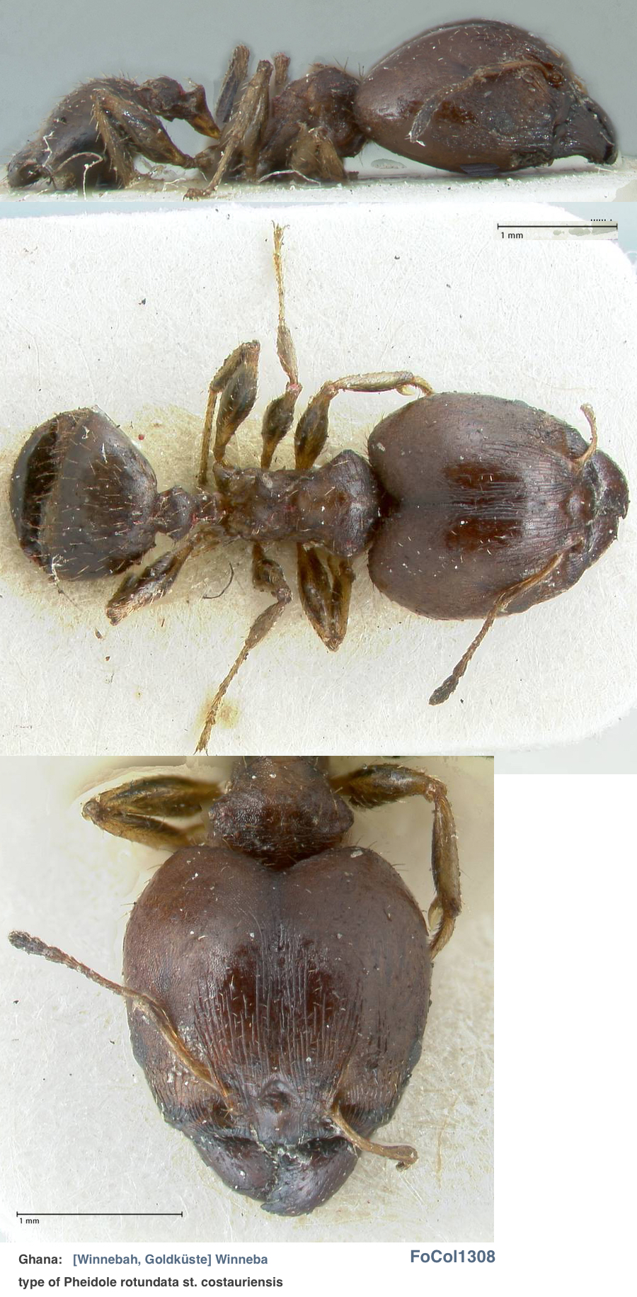 {Pheidole costauriensisa}