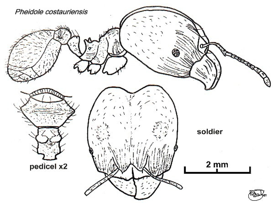 {Pheidole costauriensis major}
