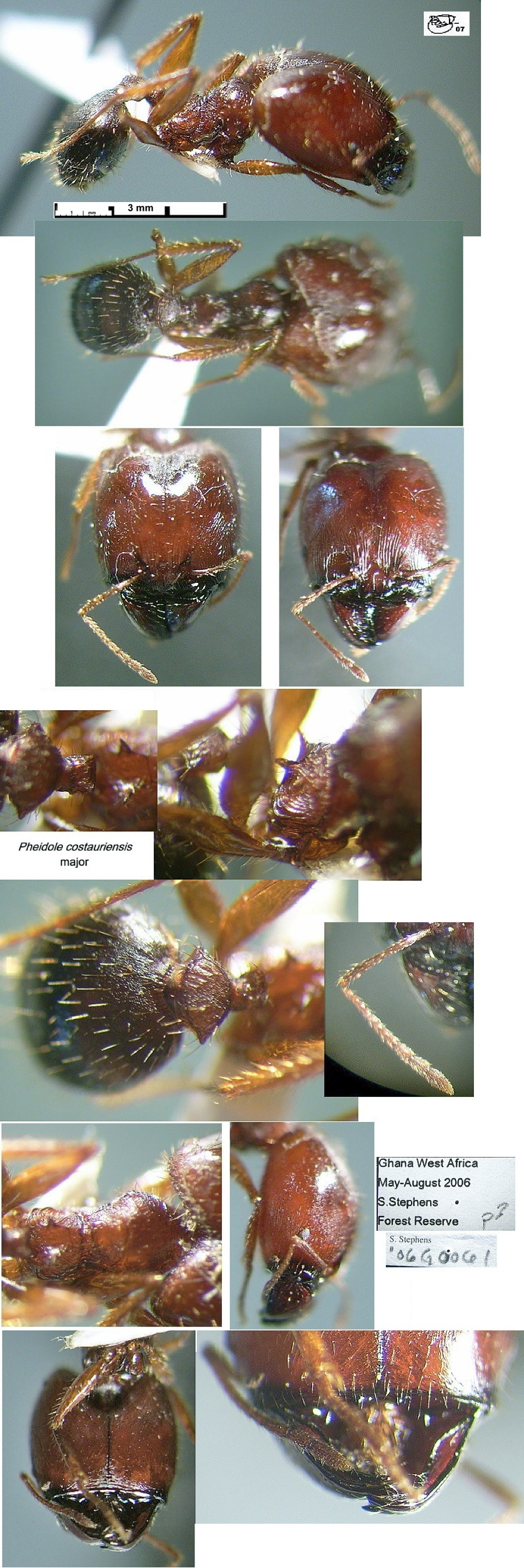 {Pheidole costauriensis}