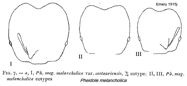 {Pheidole melancholica}