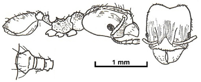 Pheidole crinensis