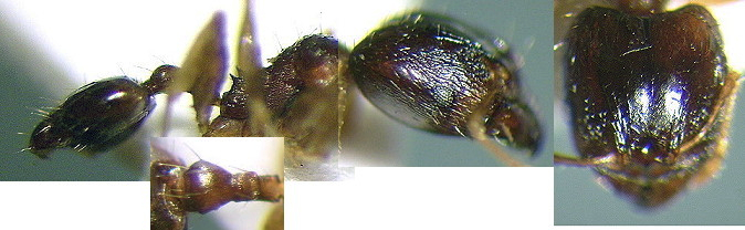 {Pheidole species A major}