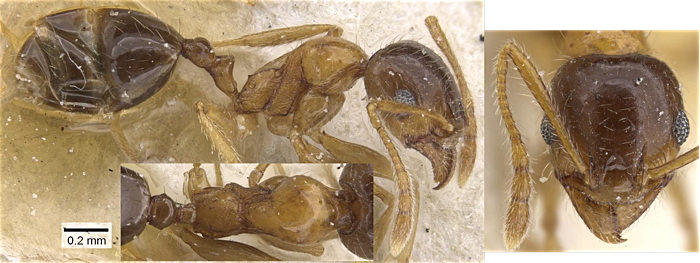 Pheidole decarinata minor