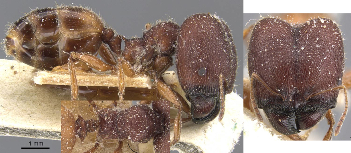 {Pheidole excellens}