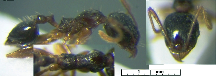 {Pheidole excellens}