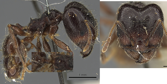 {Pheidole foreli major}