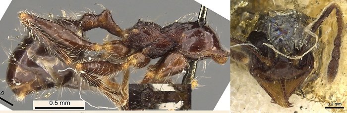 {Pheidole foreli minor}