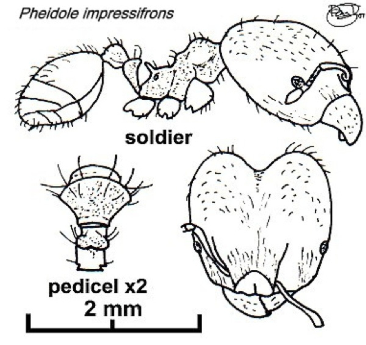 {Pheidole species F}